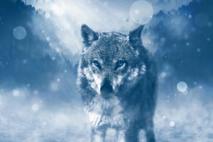 Winter Wolf 4K6964513969 300x200 - Winter Wolf 4K - Wolf, Winter